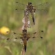 Libellula quadrimaculata male and female-0466